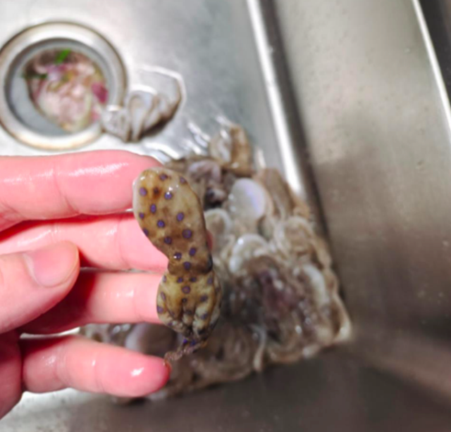 网友买到剧毒蓝环章鱼？山姆回应称各环节不存在蓝环章鱼，律师：如果商家未识别出，涉嫌违法