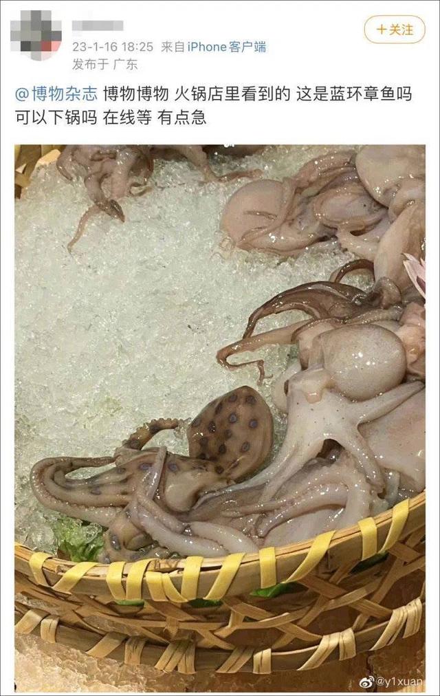 网友买到剧毒蓝环章鱼？山姆回应称各环节不存在蓝环章鱼，律师：如果商家未识别出，涉嫌违法